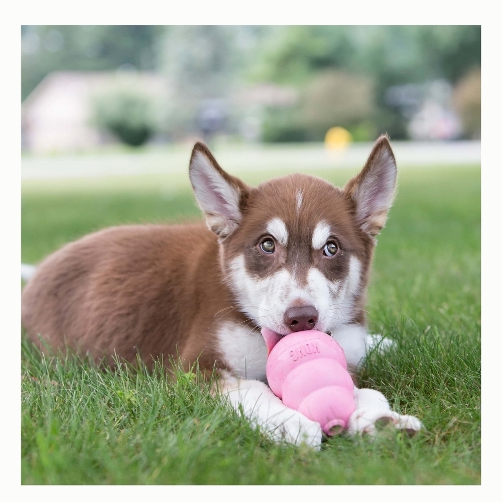 KONG Pink Dog Toy